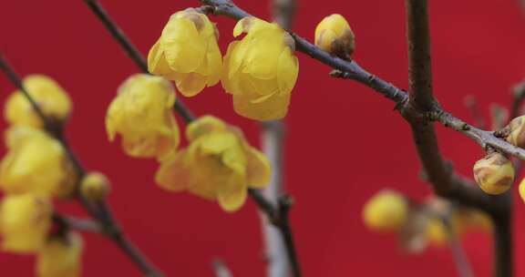 红墙金黄腊梅花朵盛开特写