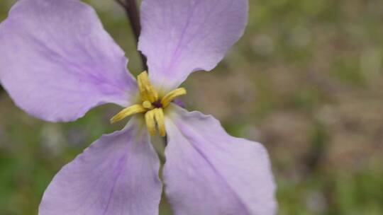 微距野花紫色藕荷色小花朵