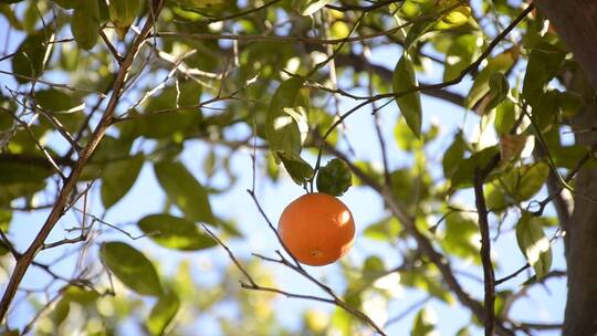 水果挂在树枝上