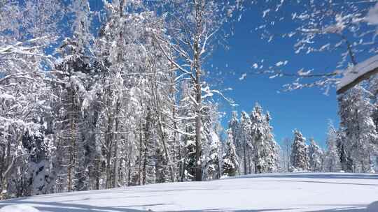 森林 冬季 冬天 雪景