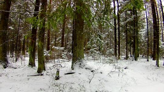 森林被雪覆盖的镜头