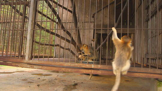 金丝猴在笼子里3视频素材模板下载