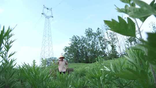 艾叶种植收获