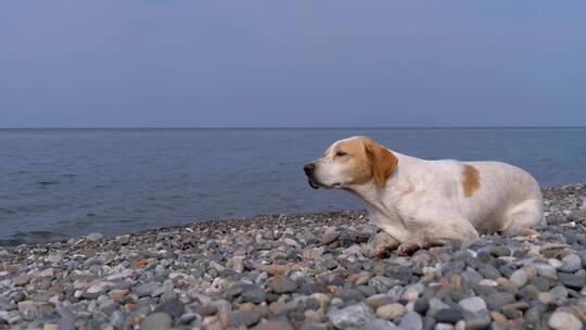 海边无家可归的悲伤小狗