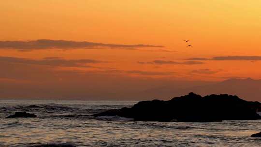 大海海浪夕阳海鸥飞翔升格