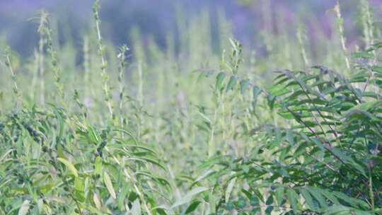 4K芝麻种植成熟收获绿色植物