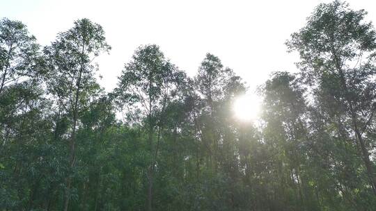 阳光下森林风吹树林大风吹树叶风吹丛林树枝