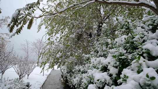 冬季雪天休闲广场公园植物树梢上的积雪