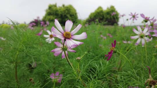 航拍 花海 紫花 格桑花 郊野 怒放 远山