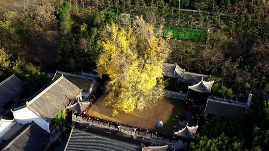 陕西省西安市古观音禅寺银杏树航拍