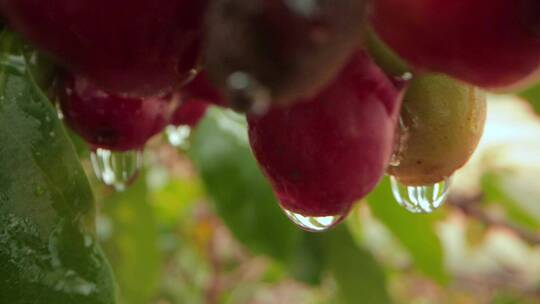 咖啡种植视频野外咖啡果实水滴特写