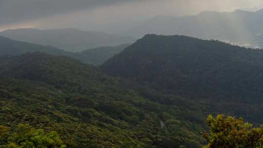 香港大帽山户外森林自然风光