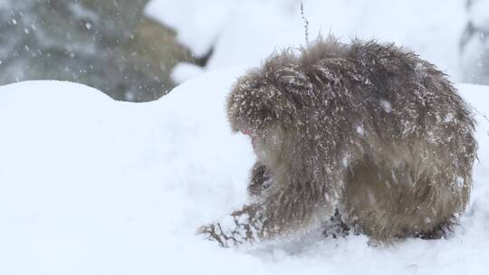 猕猴雪地中吃雪视频素材模板下载