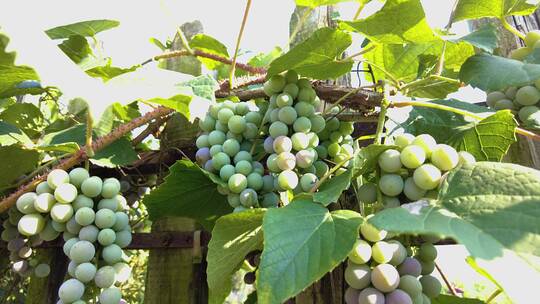葡萄种植