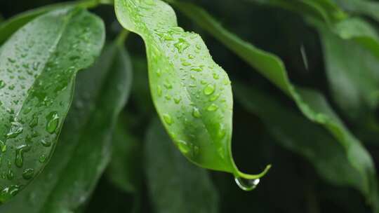 下雨天桂花树金桂八月桂花植物水滴升格