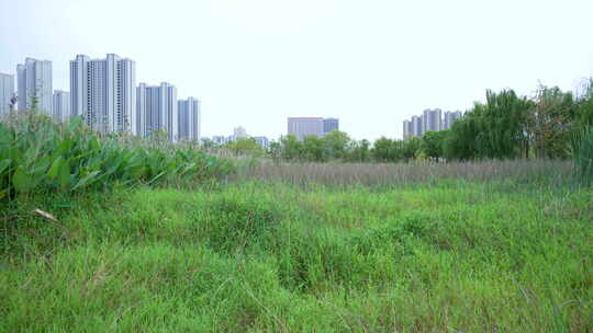 武汉光谷三路湿地公园风景