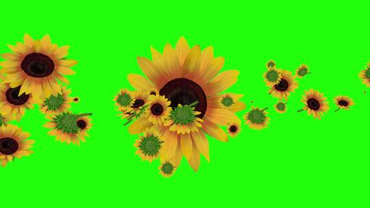 绿幕特效菊花向日葵背景素材视频素材模板下载