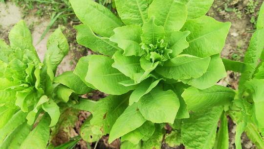 农村房屋花草树木绿色植物菜园