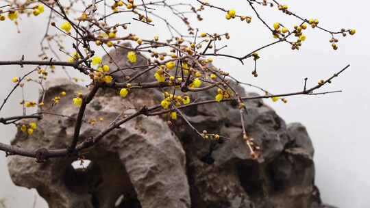 南京夫子庙瞻园的古风腊梅花