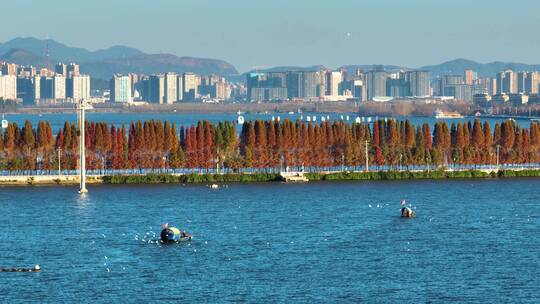 云南滇池洱海红嘴鸥