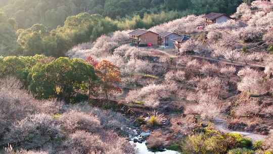 航拍福州永泰青梅花（葛岭万石村）18