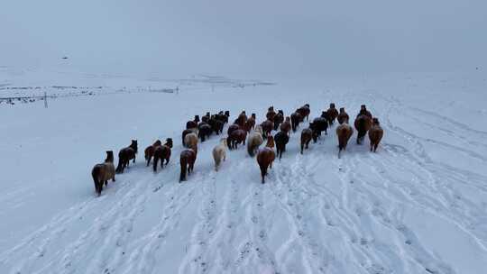 蒙古马 呼伦贝尔大雪原视频素材模板下载