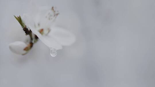 花朵上的露水，慢镜头