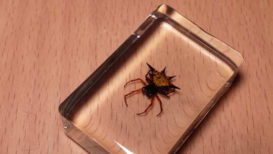 角蜘蛛背部腹部昆虫标本琥珀 (2)