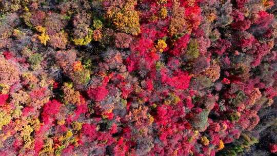 辽宁本溪秋天枫叶本桓公路