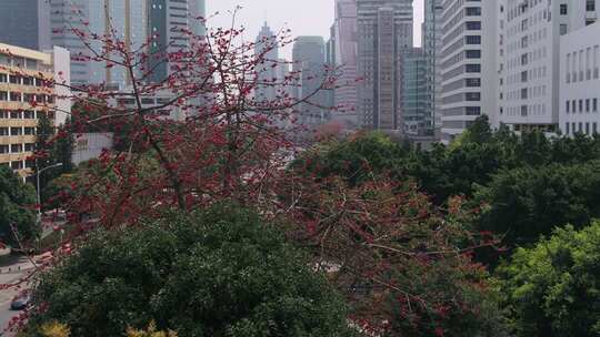 城市中盛开的木棉花景观