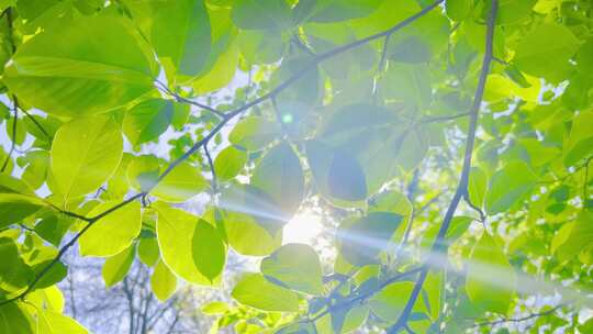 阳光透过树叶逆光唯美4k视频素材模板下载