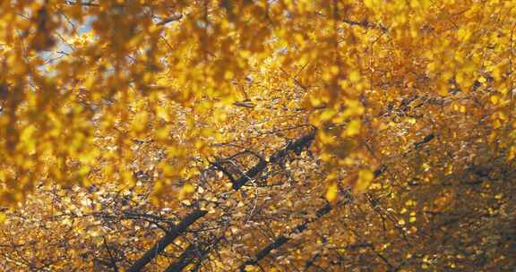 秋天的风景银杏树黄叶