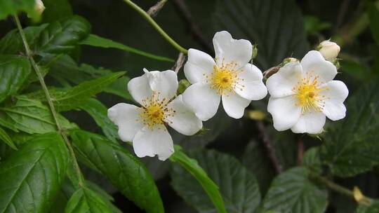 美丽的大自然花朵