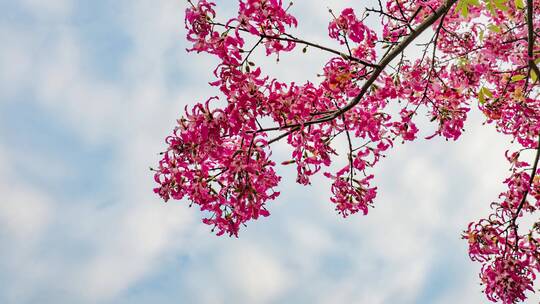 美丽异木棉满树红花