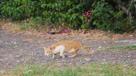 野外的小橘猫