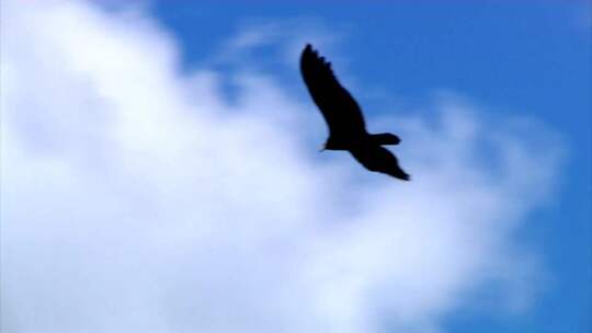 盘旋滑翔的老鹰鹰视频素材模板下载