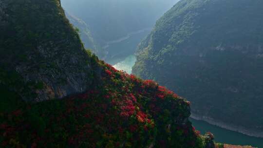 三峡红叶