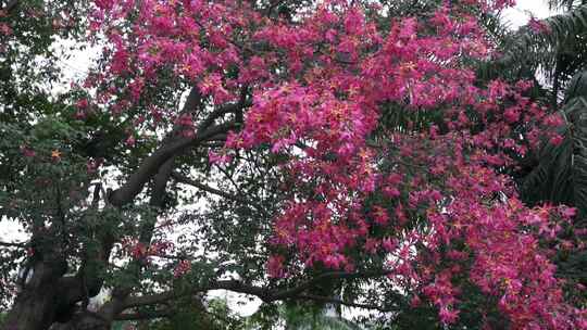 深圳莲花山木棉花