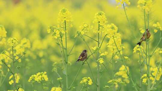 春天 油菜花 燕子