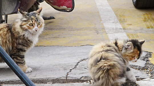 长毛猫咪蹲坐侧视图