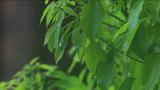 雨中树叶