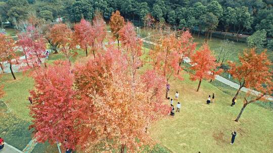 广东顺德顺峰山公园枫叶林