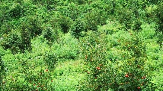 茶油果 油茶果 油茶种植视频素材模板下载