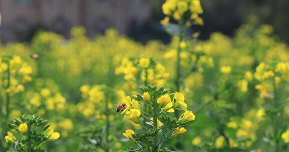 春天油菜花蜜蜂采蜜空镜合集