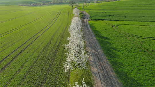 绿色的农田和开花的树【4K】
