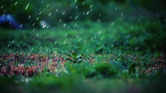 下雨的草坪