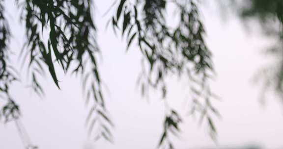 郑州公园雨园一景