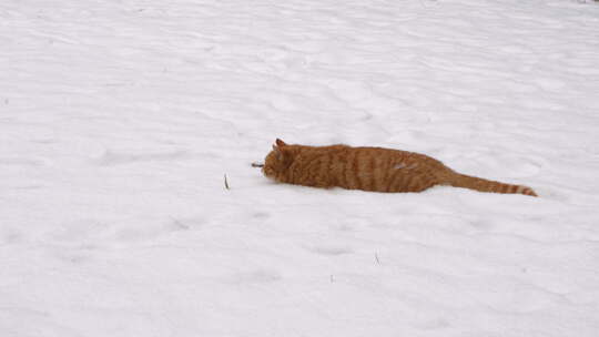 下雪天小猫在雪地玩雪玩耍