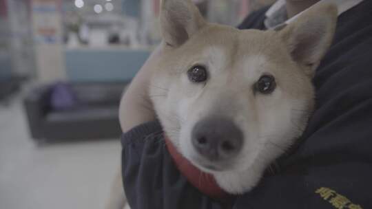 宠物医院生病的柴犬