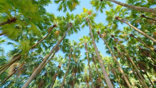 唯美阳光夏天热带植物棕榈树林